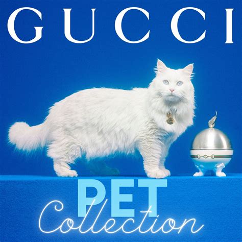 gucci for pet